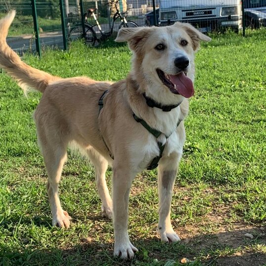 Maschio, nato in agosto 2020, taglia grande