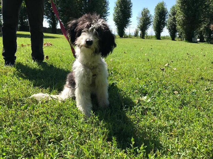 ADOTTATA! - Femmina, nata ad Gennaio 2020, taglia piccola.