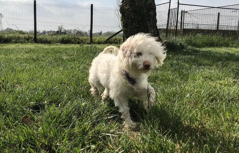 ADOTTATO! Maschio, nato ad aprile 2019, taglia piccola.