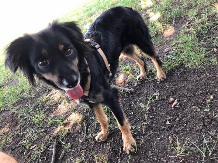 ADOTTATA! Femmina, nata a Gennaio 2019, taglia piccola.