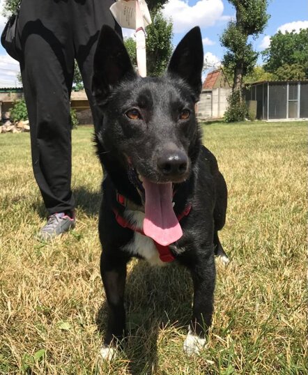 ADOTTATA! Femmina, nata a marzo 2019, taglia piccola.