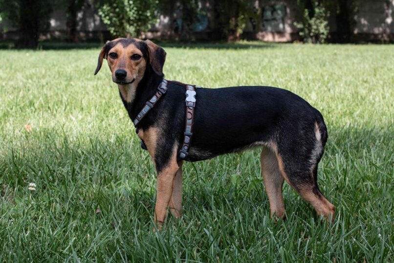 Femmina, nata ad Giugno 2019, taglia piccola.