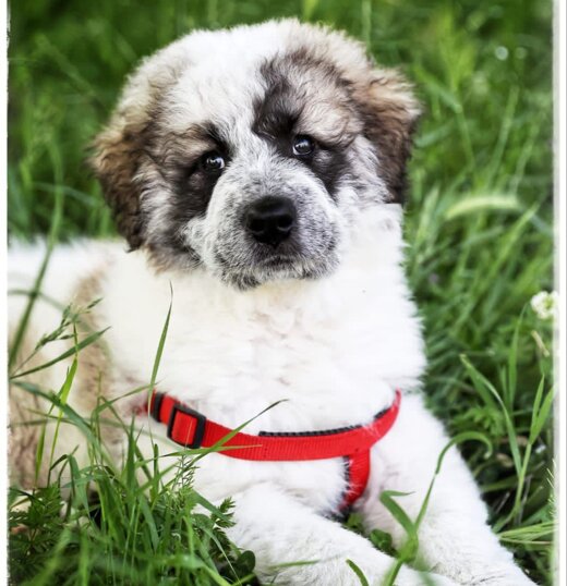 Femmina, nata a marzo 2024, taglia grande