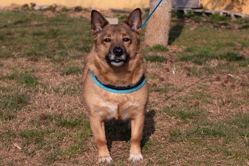 ADOTTATO! Maschio, nato a marzo 2017, taglia piccola.