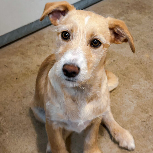 Femmina, nata a settembre 2023, taglia piccola