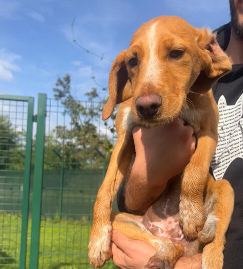 Femmina, nata a giugno 2024, taglia media