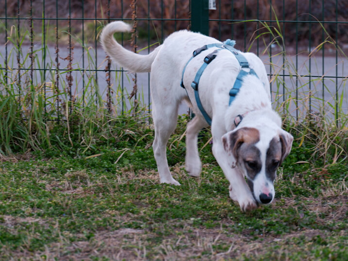Femmina, nata in ,taglia media