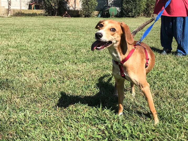 ADOTTATO! Maschio, nato a ottobre 2019, taglia piccola.