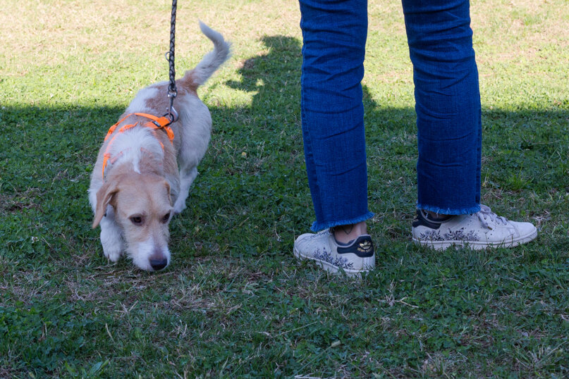 Maschio, nato in dicembre 2021, taglia piccola