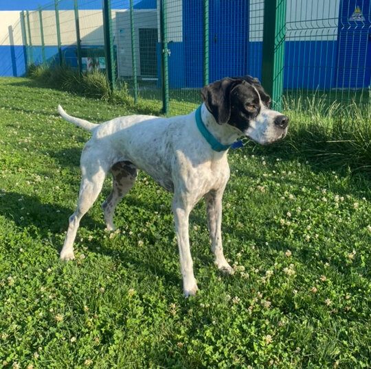 Maschio, nato ad agosto 2021, taglia grande