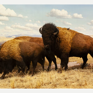 1086b%20z20.jpeg 1086b%20z20.jpeg