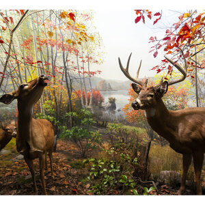 962%20d.jpeg 962%20d.jpeg