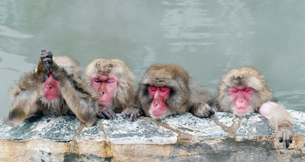 macachi-giapponesi-15.jpeg macachi-giapponesi-15.jpeg