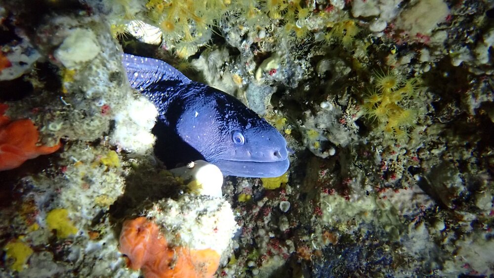 murena-fondale-marino-immersioni-sardegna.jpeg ettaglio ravvicinato di una murena selvatica che spunta tra le rocce del fondale marino durante un'immersione nel Nord-Ovest della Sardegna.