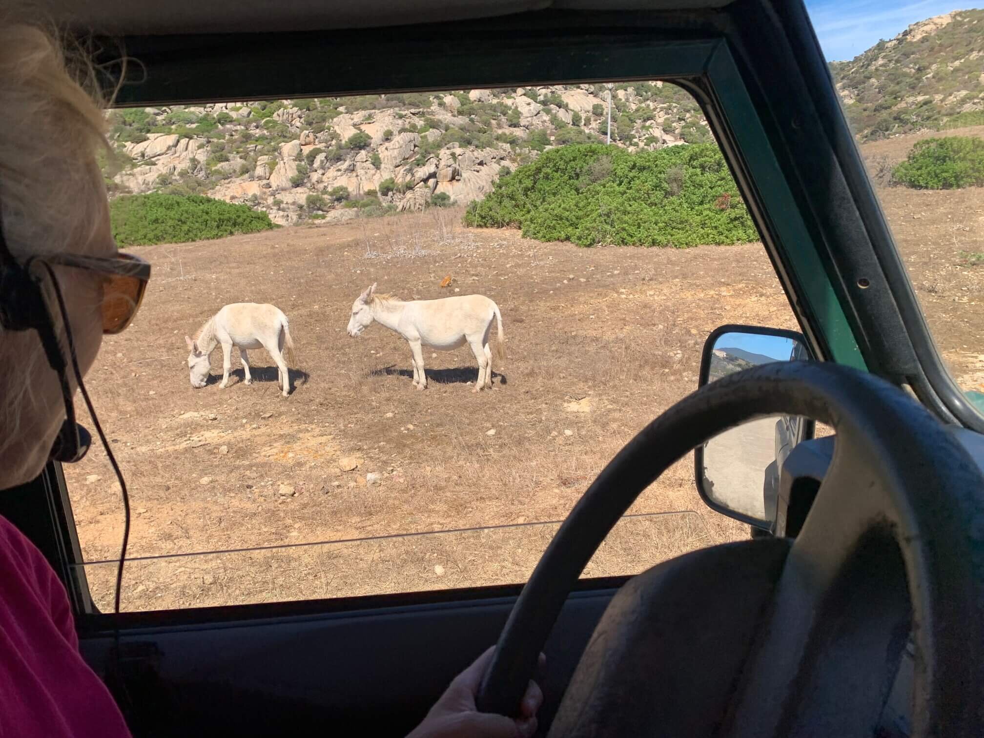 Escursione in fuoristrada 4x4 all'Asinara con panorama selvaggio e asinelli al pascolo