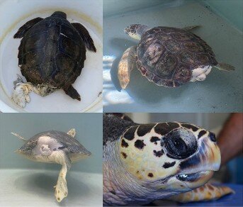 Esemplari di tartaruga marina Caretta caretta ricoverati nelle vasche del centro CRAMA all'Asinara per cure e riabilitazione.