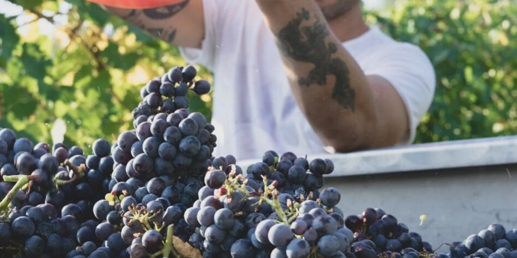 Dettaglio di mani esperte che svuotano cassette colme di uva appena raccolta durante la tradizionale vendemmia autunnale in Sardegna.