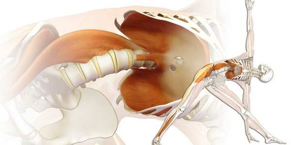 Il muscolo dell'anima: lo psoas!