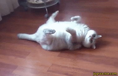gif-fat-cat-roll-1201715.gif