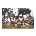 adriano-zanni-fauna-italiana