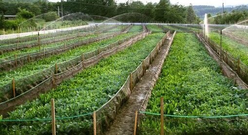 L' allevamento delle nostre Lumachine