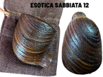 optionals-braciere-la-carnosa-esotica-sabbiata
