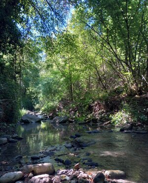 Stream