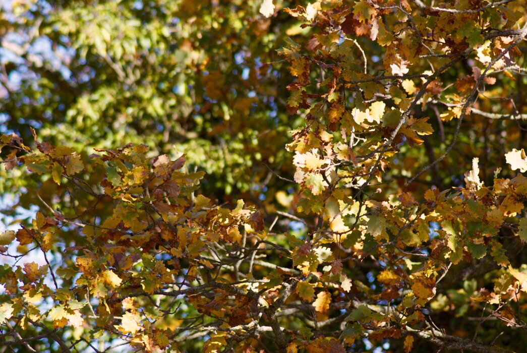 2b6520db-0f71-4f83-9da2-0747d354e25c