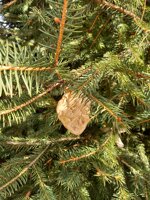 decorazioni-cuore-e-cervello