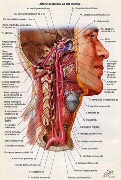 carotidi.jpeg