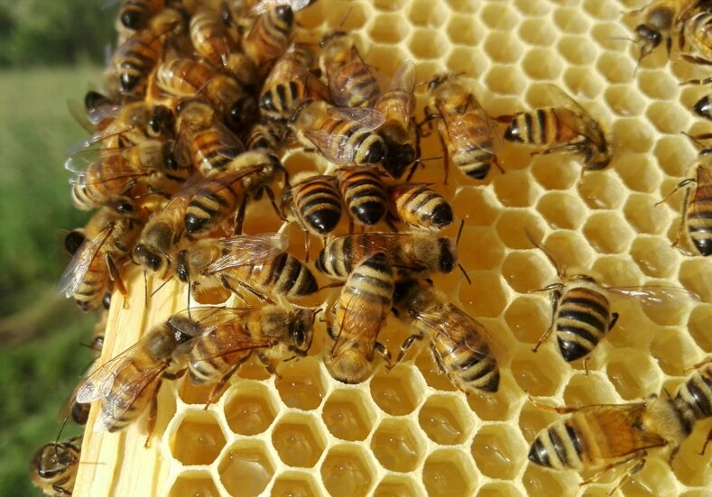 Il loro benessere è il nostro primo obiettivo Il loro benessere è il nostro primo obiettivo