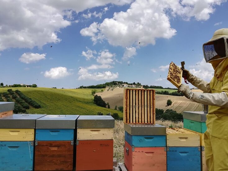 Durante la produzione del miele di girasole Durante la produzione del miele di girasole