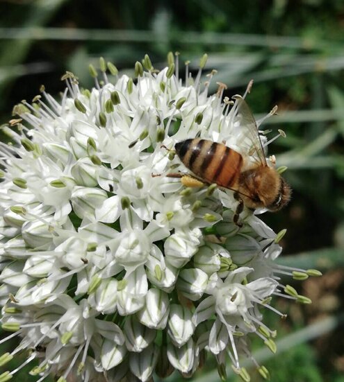 Le api sono essenziali per impollinare le verdure Le api sono essenziali per impollinare le verdure