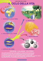 il-ciclo-della-vita-scheda