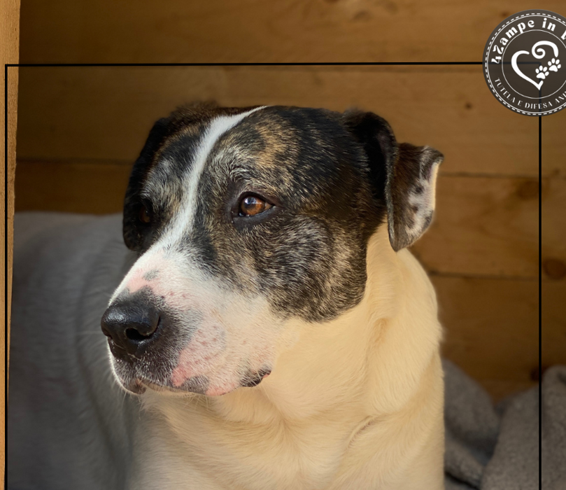 62e95773-4a4a-40a2-af79-b6c14d7fb327