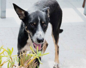 ba0b0c38-2099-4b74-9129-a02c0b15fa46