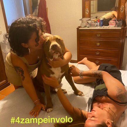 #4zampeinvolo 4 Zampe in Volo - No all'Abbandono