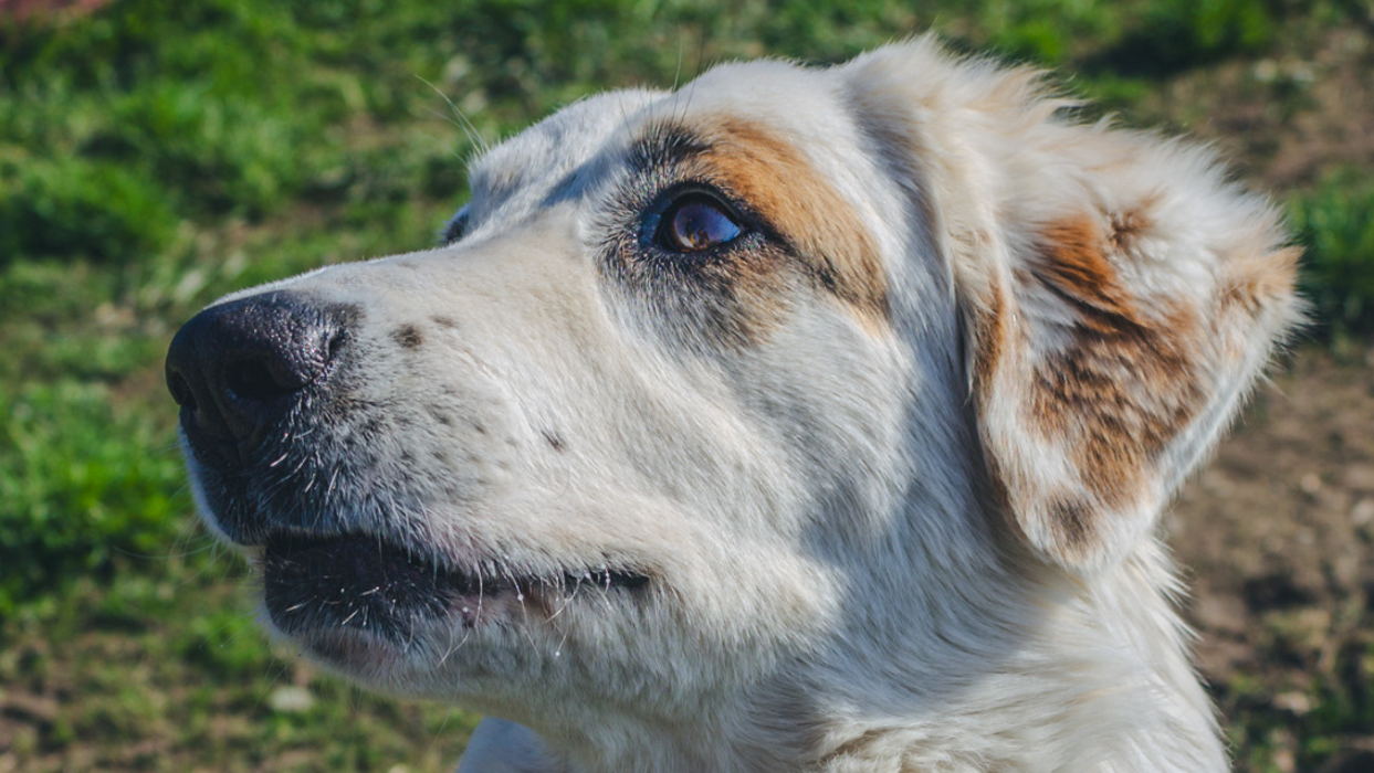 41d0f0a9-1835-4042-9e8f-470170b683ed