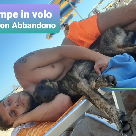 #4zampeinvolo 4 Zampe in Volo - No all'Abbandono