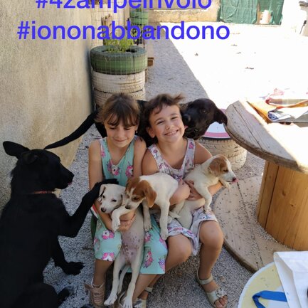 #4zampeinvolo 4 Zampe in Volo - No all'Abbandono