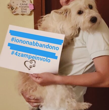 #4zampeinvolo 4 Zampe in Volo - No all'Abbandono