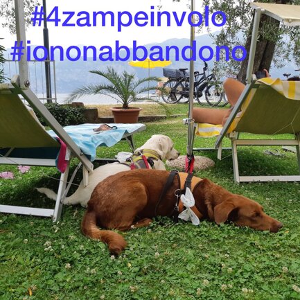 #4zampeinvolo 4 Zampe in Volo - No all'Abbandono