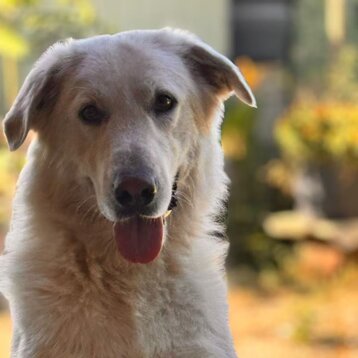 18dace46-bac2-460d-9b77-812933da6dce