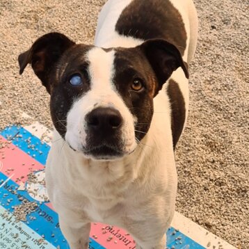 685689d5-a709-4d8c-996b-bb75724247f7