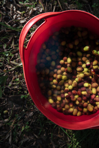 20231117_tenuta pacifica-111.jpeg