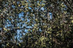 20231117_tenuta pacifica-62-modifica.jpeg