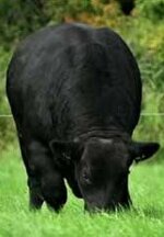 ballyart-talisman-et-matricola-372218678010313-categoria-angus