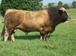 duches-matricola-fr1208017159-categoria-aubrac
