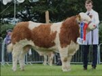 mount-jericho-matricola-372217111520817-categoria-simmental