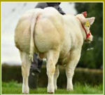 rathlyon-paulo-matricola-372214808490397-categoria-belgian-blue